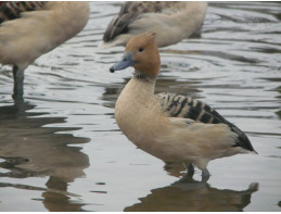 Blonde Fulvous Whistling Ducks